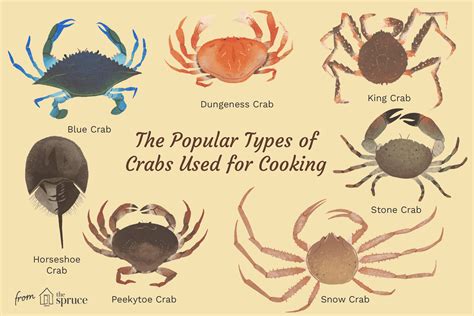 Edible Crab Varieties And Types