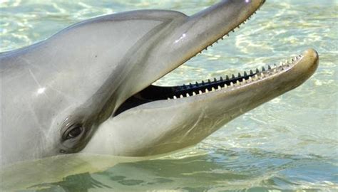 Dolphins have longer noses, bigger mouths, more curved dorsal fins, and longer, leaner bodies than porpoises. How Do Dolphins Hear? | Sciencing