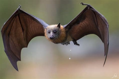 The Flying Fox Bat