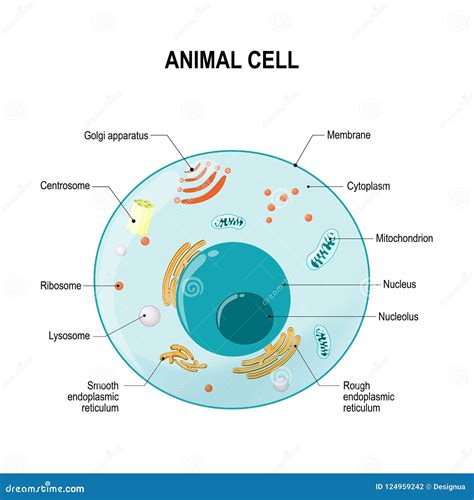 Anatomy Of Animal Cell Stock Vector Illustration Of Health 124959242
