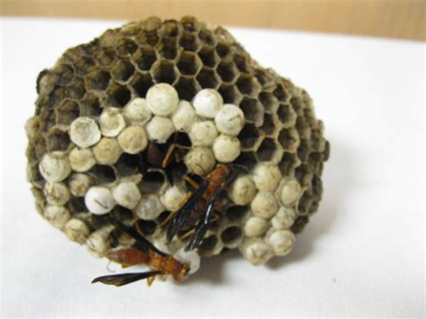 Red Wasp Nest Natural Nature Made With A Few Dead Wasps On Top