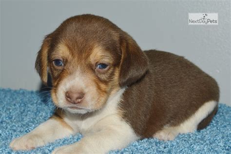 Teddy Beagle Puppy For Sale Near Springfield Missouri D231b35d 0c11