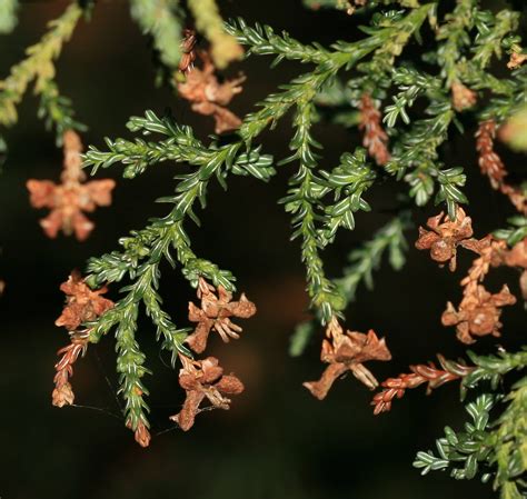 Fitzroya Cupressoides Alercepatagonian Cypress Royal Bo Flickr