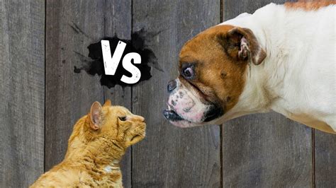 Cats Vs Dogs Funny And Cute Videos Youtube