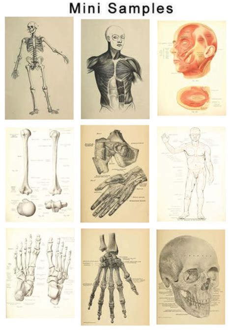 The Human Anatomy Vintage Images Hq 609 Tradebit