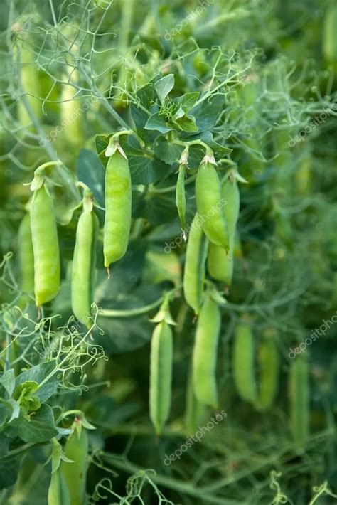Pea Plant Care And Growing Basics Water Light Soil Propagation Etc