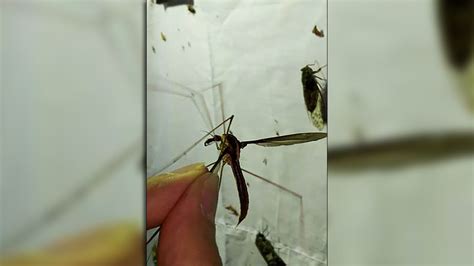 ¡rayos Miren El Mosquito Más Grande Del Mundo Y Cómo Se Alimenta