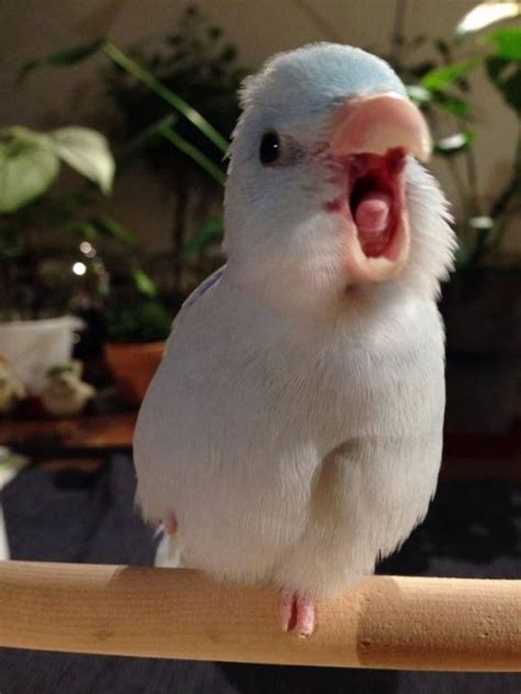 Yawning Parrotlet Cutest Paw Pet Birds Funny Birds Cute Baby Animals