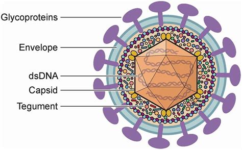 Herpesviruses Structure Types Herpes Simplex Viruses Genital Herpes