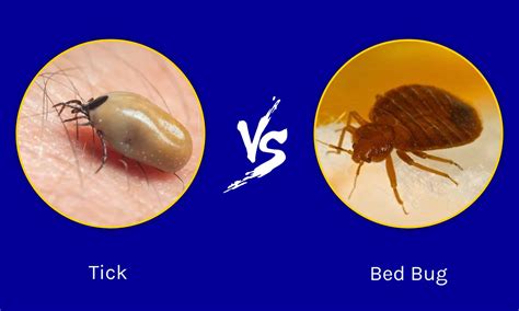 Ticks Vs Bed Bugs What Are The Differences Az Animals
