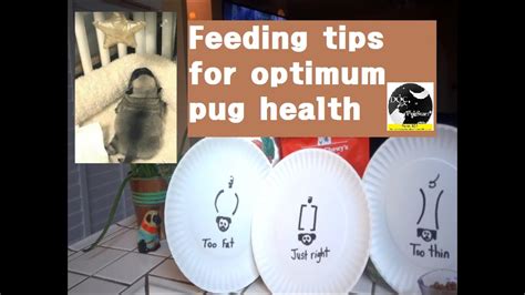 Pugs 101 Pug Feeding Tips Youtube