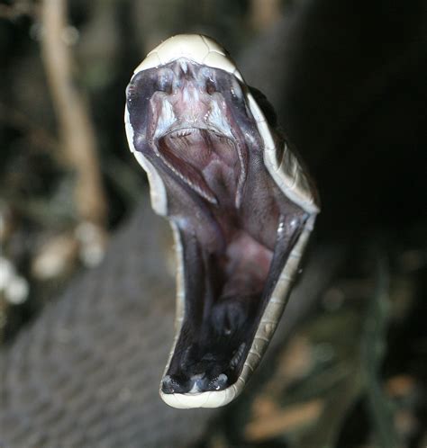 Black Mamba Facts Pictures Information Venomous African Snake