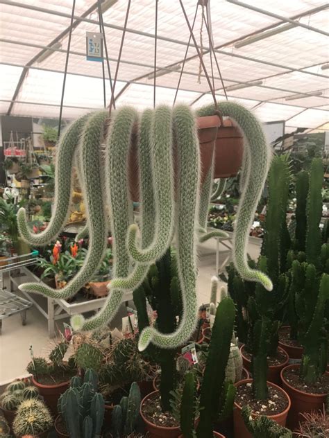 14 Eye Catching Cacti And Succulents That Hang Or Trail Artofit
