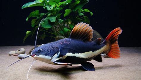 Red Tail Catfish Care How To Care Red Tail Catfish In Your Home Aquarium