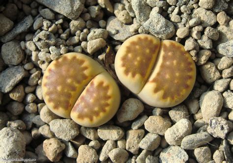 Lithops Stories Growing Lithops Year After Year 9 Pics