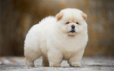 Download Wallpapers Chow Chow White Fluffy Puppy Funny Dog Little