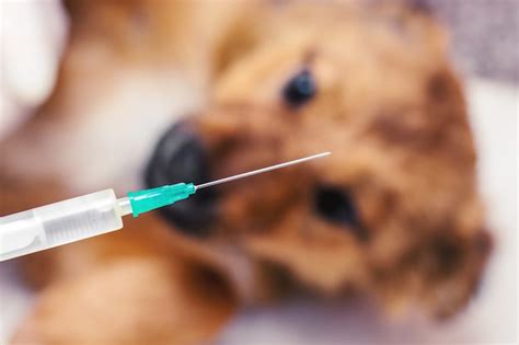 Un Veterinario Pone Una Inyección A Un Perro Enfermo Foto Premium