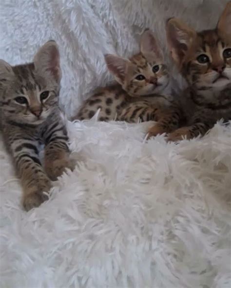 These monochromatic bengal cat exudes class and beauty, they come in 50 shades of grey too! F1 Savannah Cat and Kitten Breeder / For Sale in Los ...