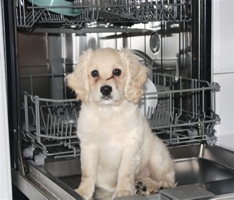 Sophie Cockapoo Puppy In Dishwasher Curious Puppies