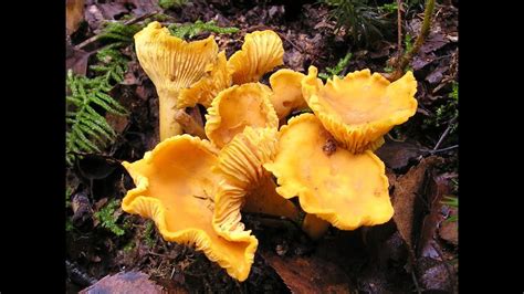 How To Find Chanterelle Mushrooms In North Michigan
