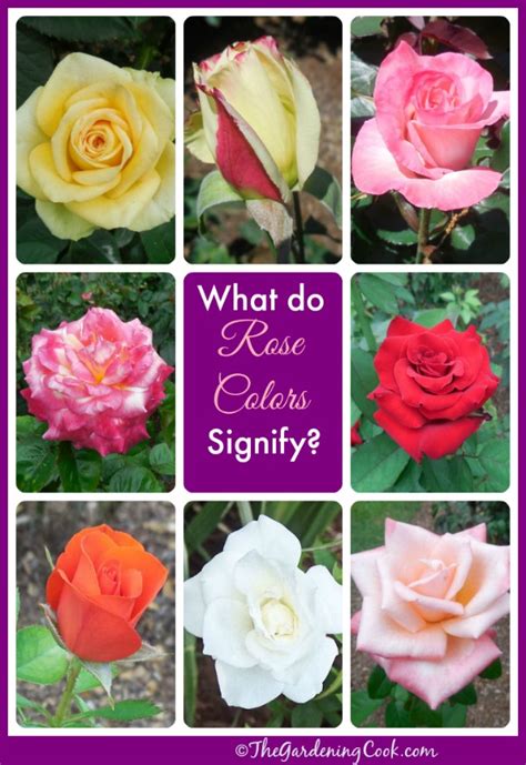 14 Rose Colors Meanings For A Thoughtful Bouquet