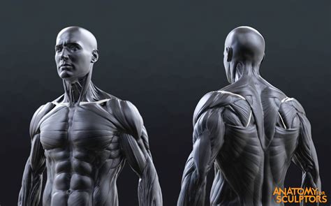 Borrow Anatomy For Sculptors Understanding The Human Figure Anatomy