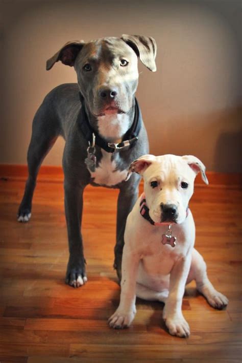 17 Best Images About For The Love Of Pit Bulls On