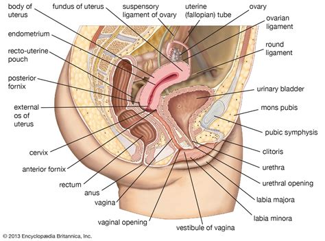 Cervix Internal Vagina