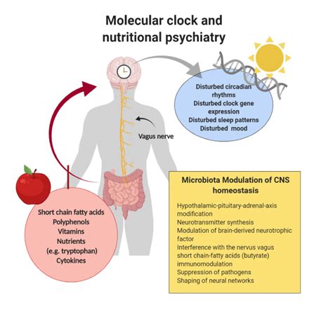 Molecular Clock Microbiota Gut Brain Axis Mgba And Nutritional