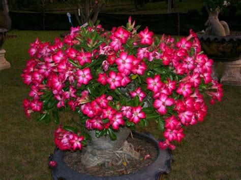 Diterbitkan october 3, 2015 dalam kategori oleh azzamy. Cara Menanam dan Merawat Bunga Adenium di Pot dan ...