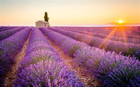 Lavender Field Provence France Hd Wallpaper
