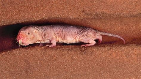 How This Naked Mole Rat Could Help You Live Longer Abc News