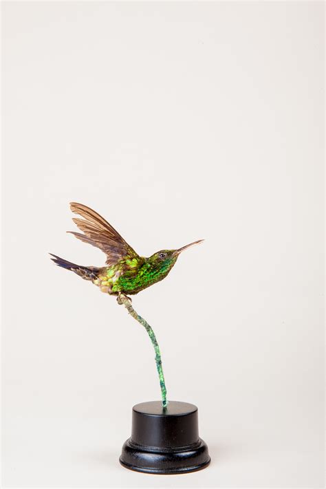 Taxidermy Hummingbird