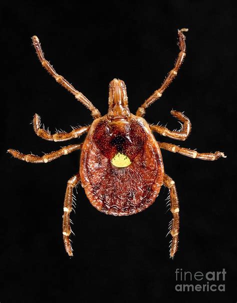 Lone Star Tick Photograph By Science Source Pixels