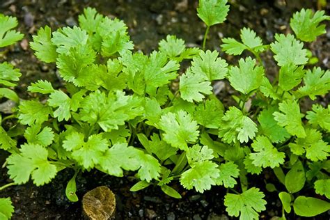 Growing Cilantro A Complete Guide On How To Plant Grow Harvest