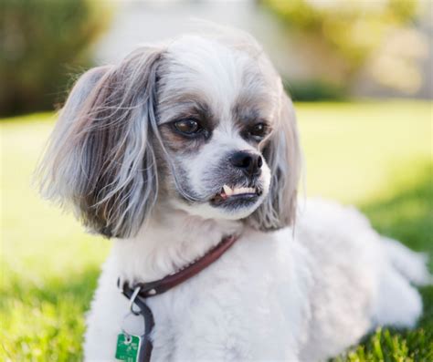 Shih Tzu Chihuahua Mix 9 Best Facts About The Shichi Page 2 Of 3