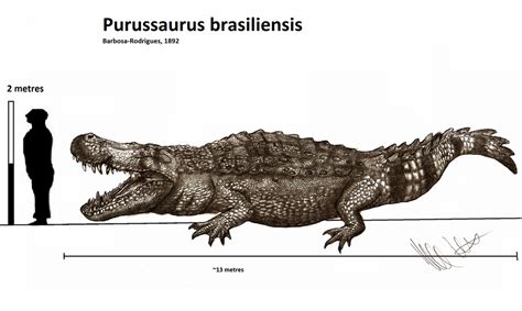 Fala galera aqui é o pirex, e hoje vamos caçar o purussaurus brasiliensis, um jacaré de proporções gigantescas. Giant crocs 01 : Purussaurus brasiliensis by Teratophoneus ...