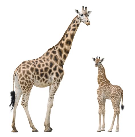 Giraffe Png Transparent Image Download Size 1006x1024px