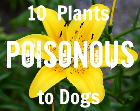 The following list of plants poisonous to dogs is not a complete, exhaustive list. Pick a Puppy Blog: 10 Poisonous Plants to Dogs