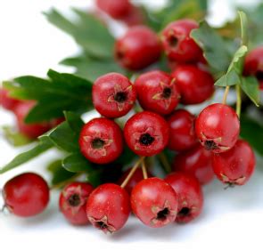 The hawthorn family of herbs is represented by a family of one hundred to two hundred related the hawthorn family serves as an important source of food for wildlife; Hawthorn Berry Herb Benefits