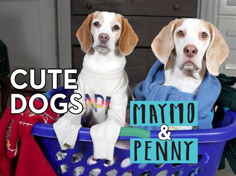 Prime Video Cute Dogs Maymo And Penny