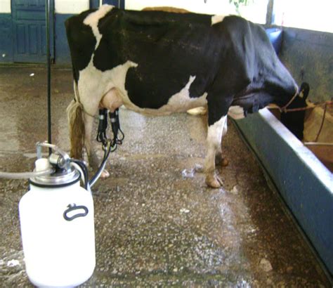 How To Milk A Cow By Machine Roys Farm