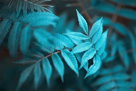 Cyan Leaves On A Blurry Background Fresh Wallpaper Concept Stock