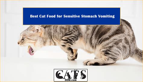 Five best dog foods for sensitive stomach. Best Cat Food for Sensitive Stomach