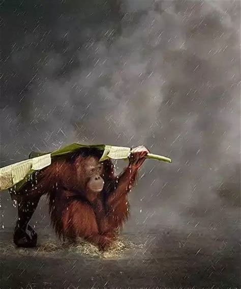 40 Excellent Photography Of Animals In Rain