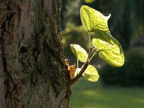 Das ausflugsziel toller pilz baum wird von 73 wanderern empfohlen. Austrieb am Baumstamm Foto & Bild | pflanzen, pilze ...