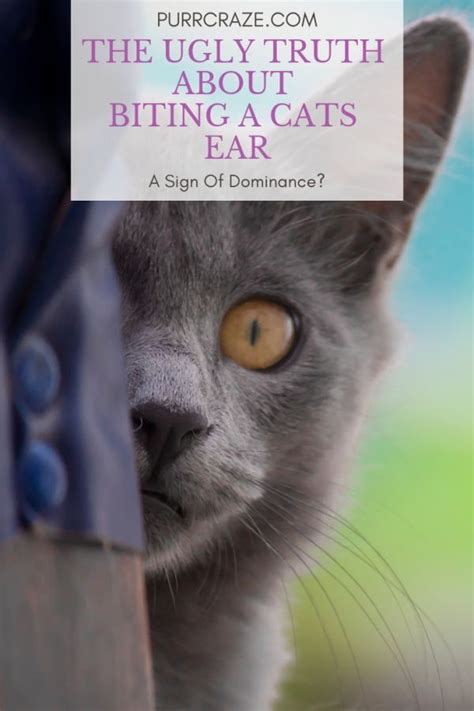 Siamese Cat Behavior Biting - Best Cat Wallpaper