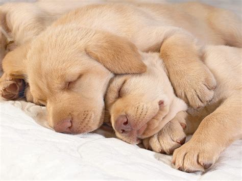 Though you must not be concerned if your puppy sleeps a lot, you do need to worry when its habits change suddenly. Do We Really Need Eight Hours Of Sleep Each Night ...