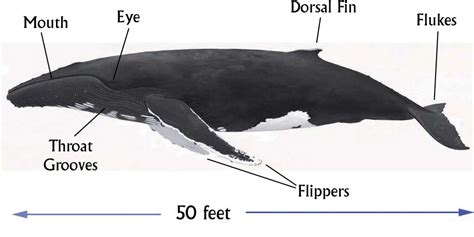 Humpback Whale Anatomy Anatomy Book