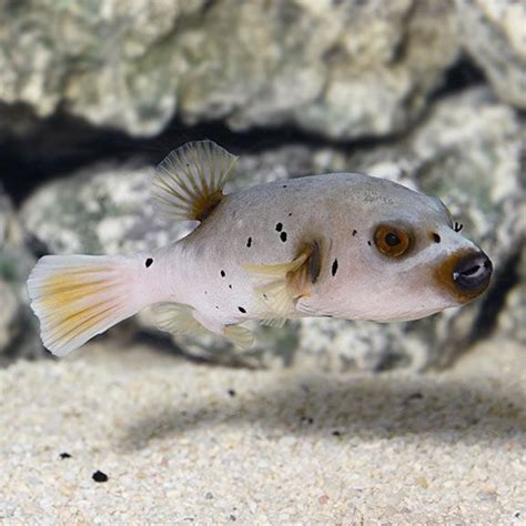 Arothron Dogface Pufferfish Arothron Nigropunctatus